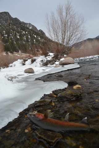 montana winter trout